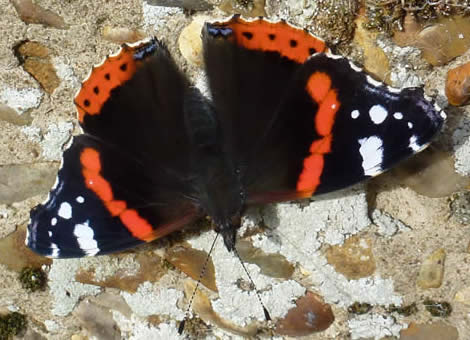 red admiral