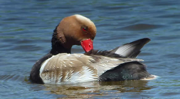 red-crested pochard