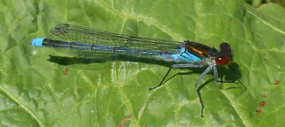 red-eyed damselfly