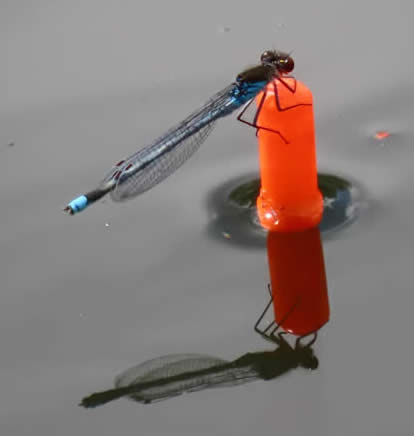 red-eyed damselfly