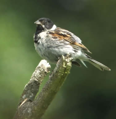 reed bunting