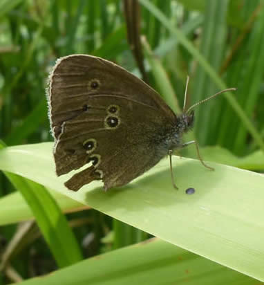 ringlet