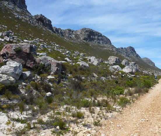 rockjumper habitat, South Africa's SW Cape