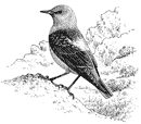 Rock thrush