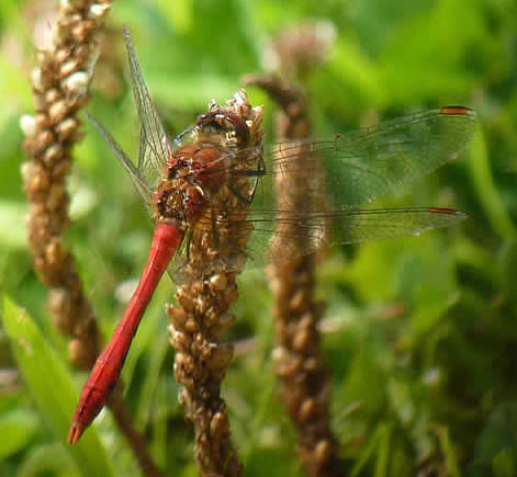 Ruddy Darter