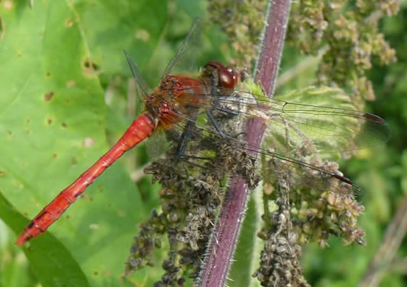 ruddy darter, 3 Sept 2018