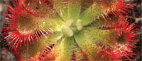 Sundew