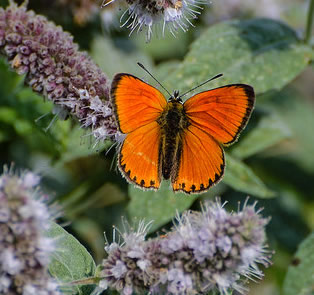 scarce copper, on horse mint