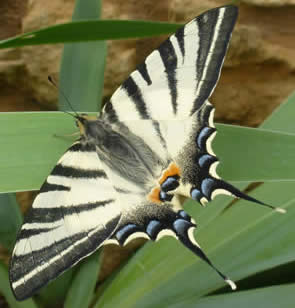 scarece swallowtail