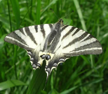 scarce swallowtail