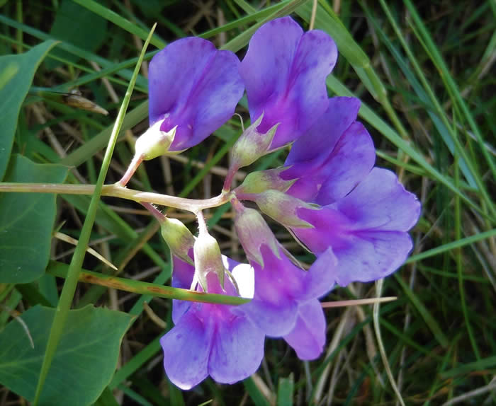 sea pea