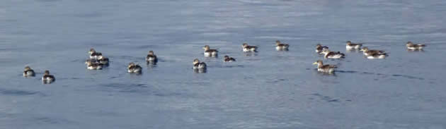 Cory's shearwaters, Madeira