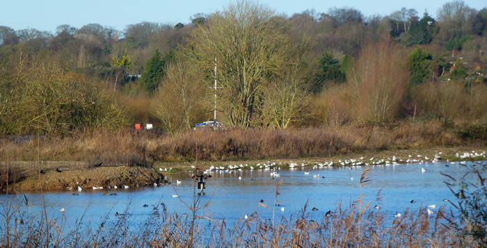 birds congregate in the shingle area