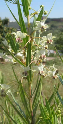 silkweed flowers