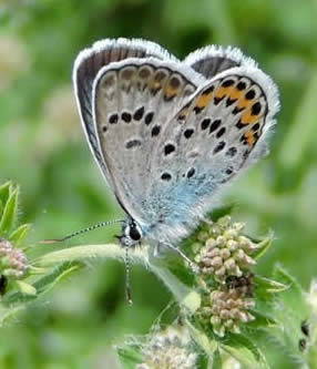 silver-studded blue