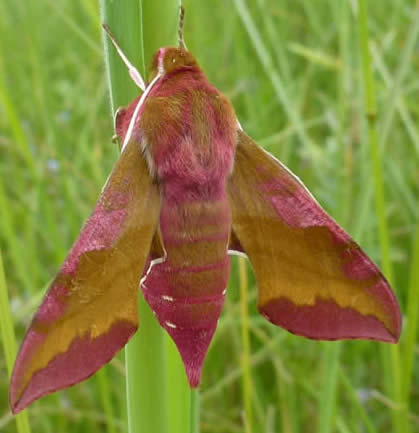 small elephant hawkmoth