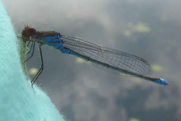 small red-eyed damselfly