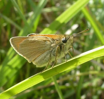 smalll skipper