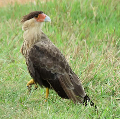 southern crested caracara