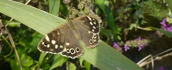 speckled wood