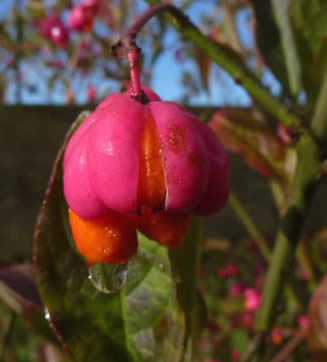 spindle fruit