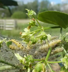 spindle ermine moth caterpillars