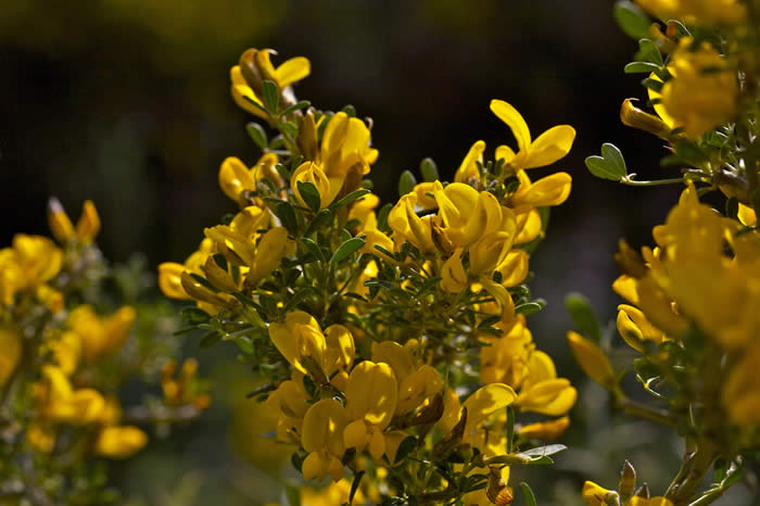 Greek spiny broom