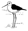 Black-winged stilt