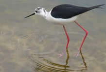 black-winged stilt
