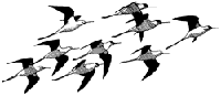 Black-winged stilts 