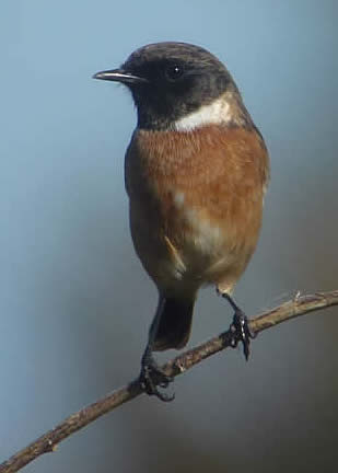 Stonechat