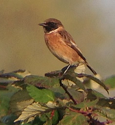 stonechat (Ricky Cleverley)