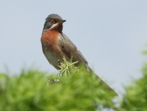 subalpine warbler (Domen Stanic)