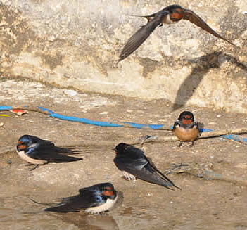 swallows in Plakias (David Collins)