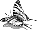Scarce swallowtail