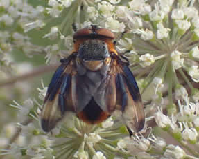 tachinid fly Phasia hemiptera