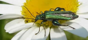 Oedemera nobilis