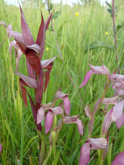 tongue orchids at Castang