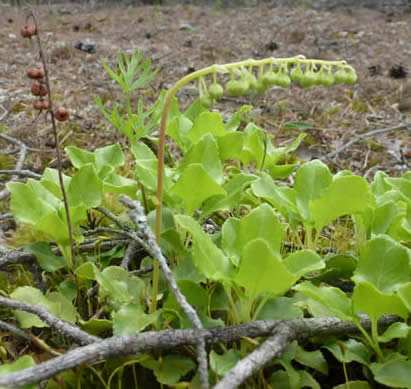 toothed wintergreen