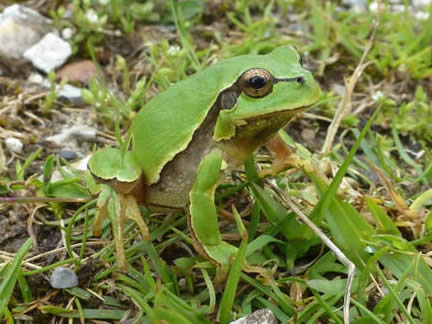 tree frog