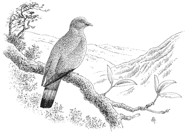 Trocaz pigeon