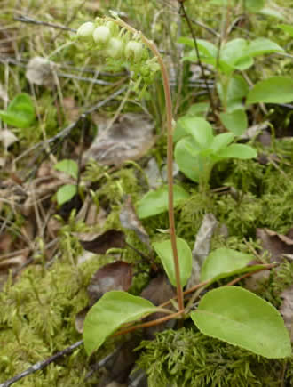 umbellate wintergreen