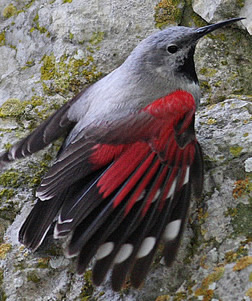 wallcreeper