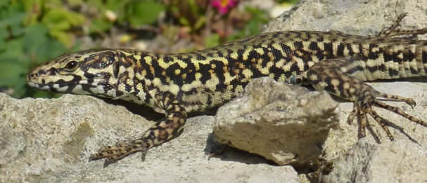 wall lizard, Ventnor