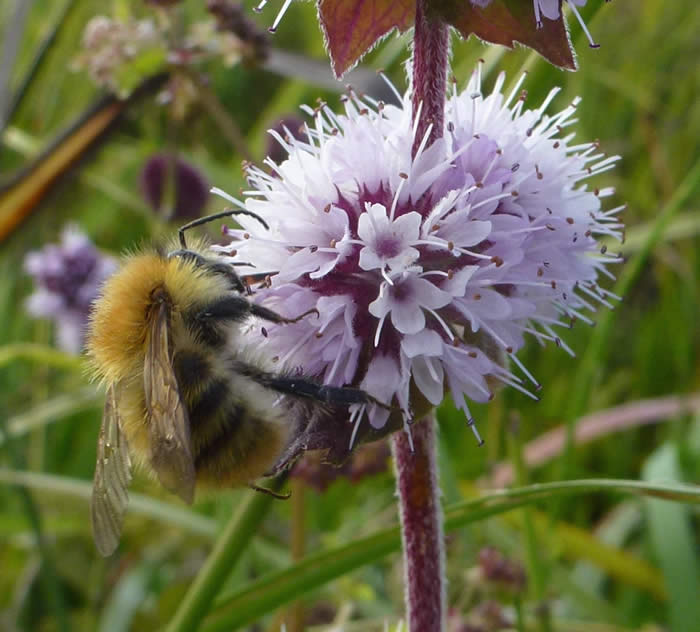 water mint with common carder bee