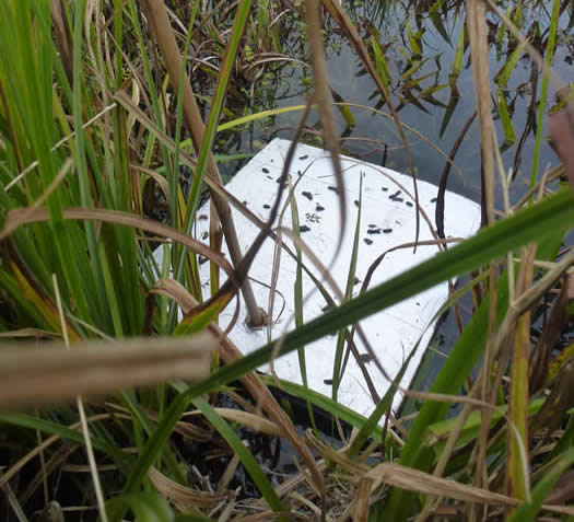 water vole platform