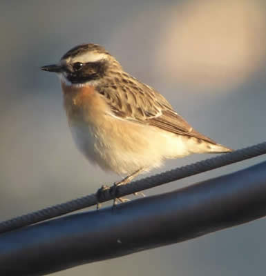 whinchat