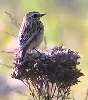 whinchat (Ricky Cleverley)