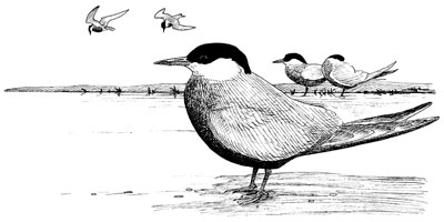 Whiskered terns