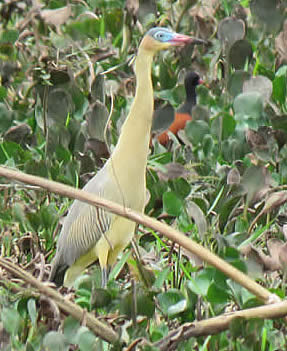 whistling heron